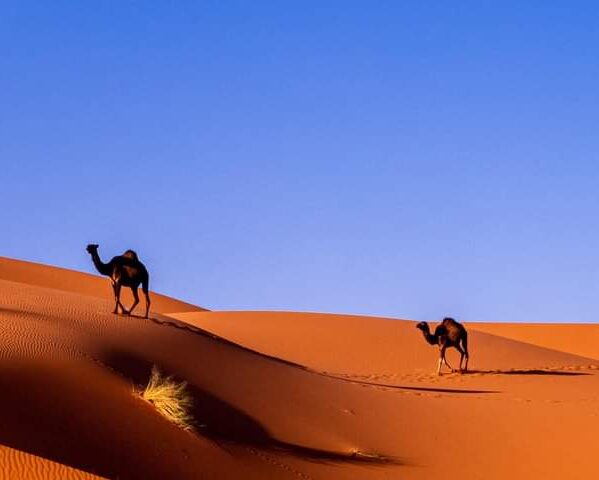 merzouga desert