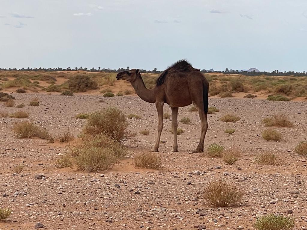 4 days desert tour from Errachidia to Marrakech