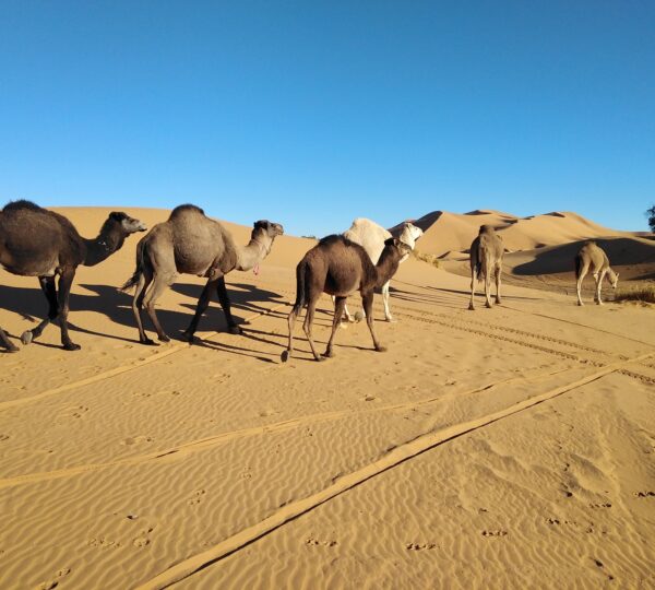 Marrakech to Zagora 2 Days Desert Tour